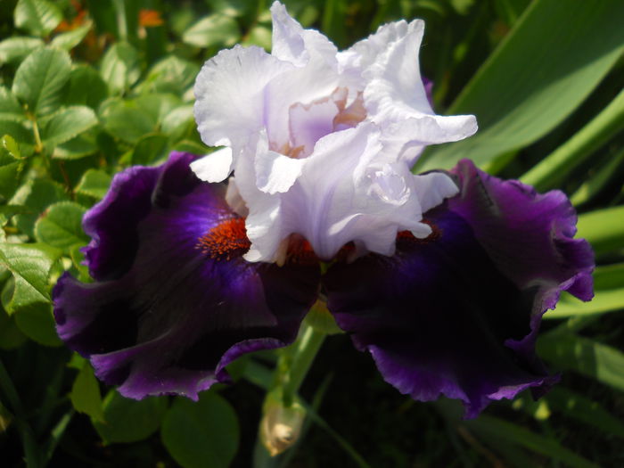 DSCN6706 - iris 2015