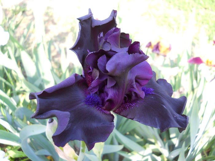 DSCN6728 - iris 2015