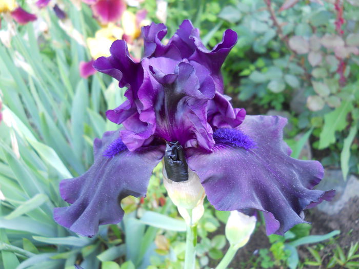 Ghost Traine - iris 2015