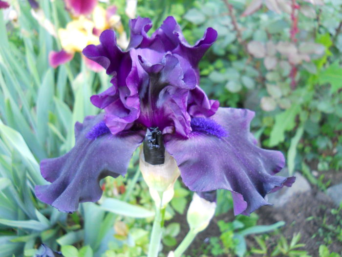 DSCN6760 - iris 2015