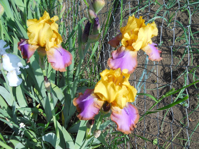 DSCN6733 - iris 2015