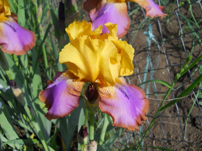 Gladis Austin - iris 2015