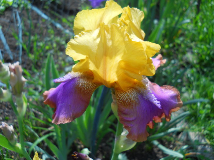 DSCN6736 - iris 2015