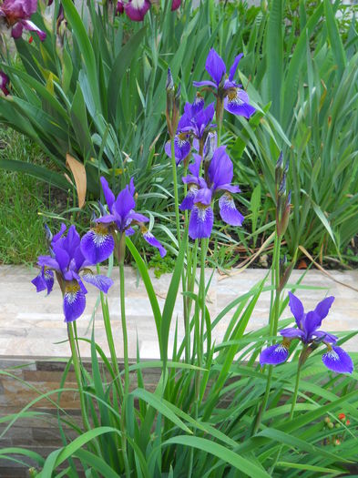 DSCN6698 - iris 2015