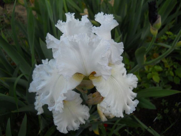 DSCN6761 - iris 2015