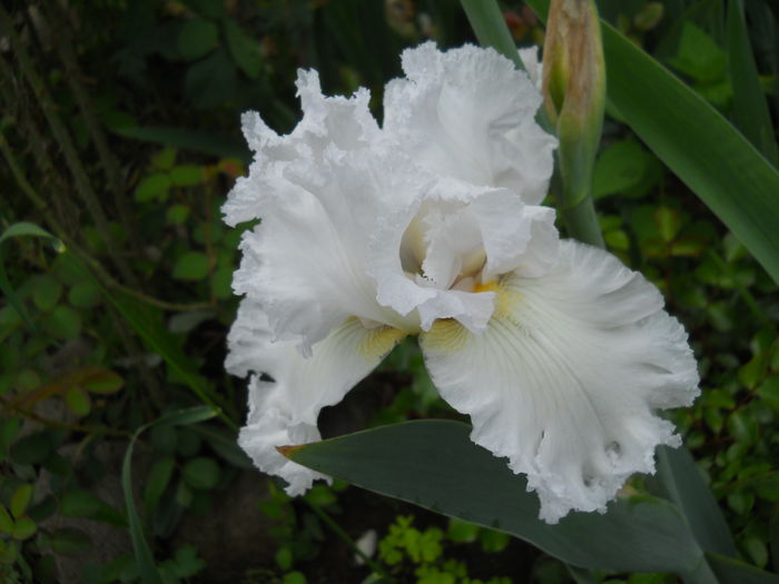 Pure at the Iris - iris 2015