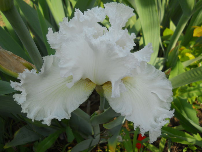 DSCN6727 - iris 2015