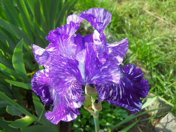 Batik - iris 2015