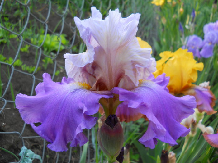 Mother Earth - iris 2015