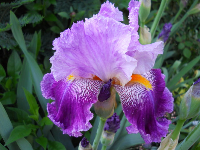 DSCN6749 - iris 2015
