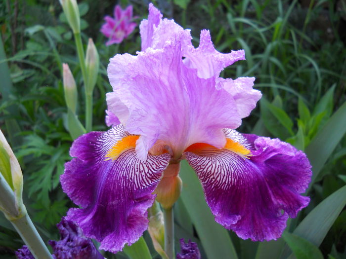 Arabella - iris 2015