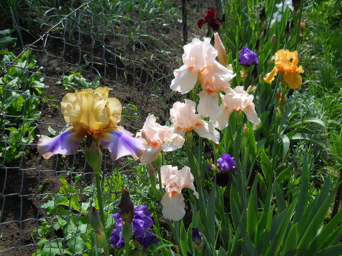 DSCN6743 - iris 2015