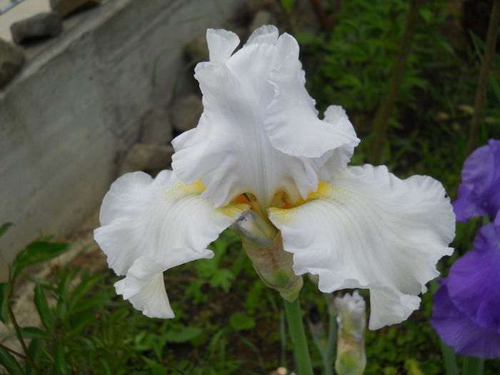 Garden Bride