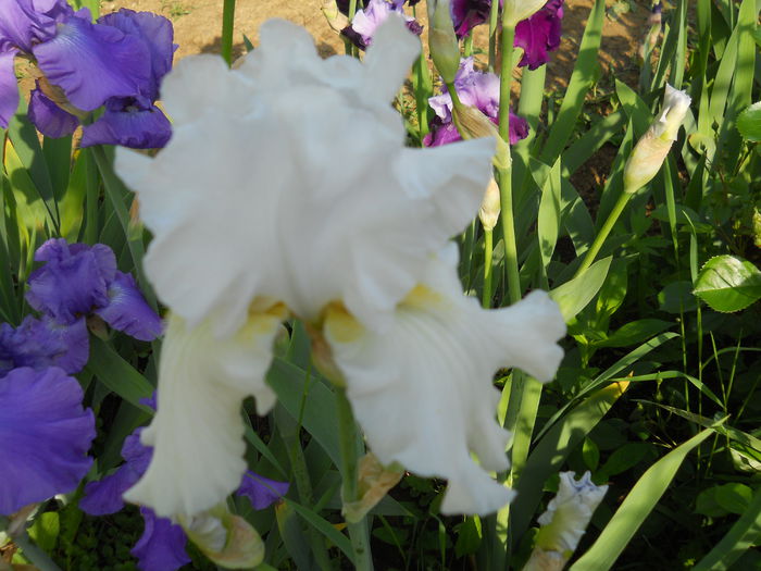 DSCN6722 - iris 2015