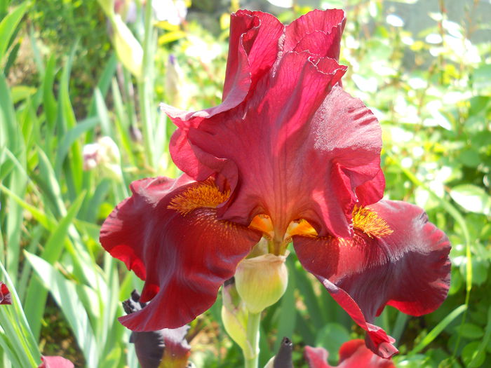 DSCN6718 - iris 2015