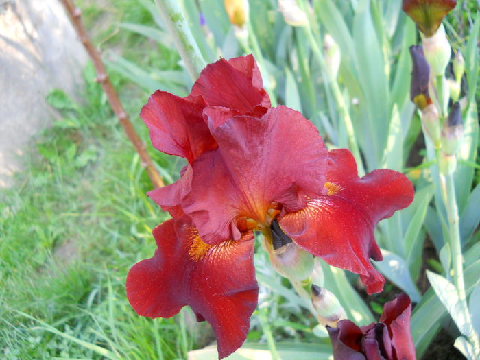 DSCN6754 - iris 2015