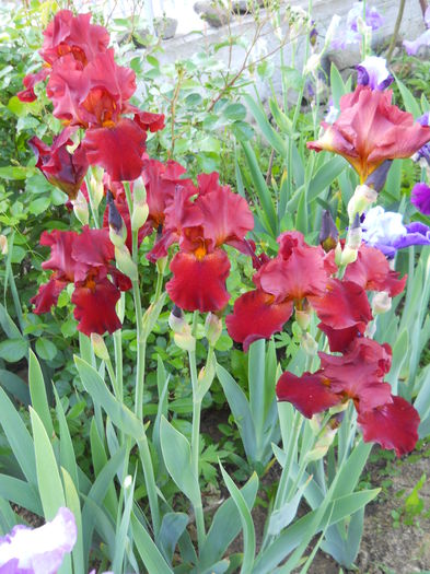 DSCN6768 - iris 2015