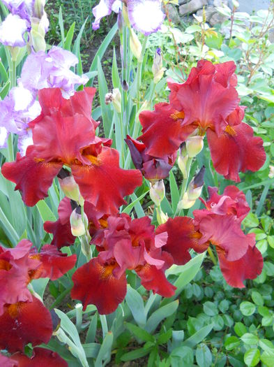 DSCN6769 - iris 2015