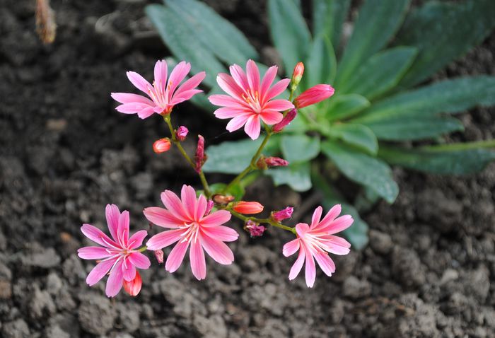lewisia - 2015 plantele mele