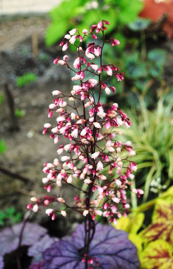 heuchera Sugar Plum(floarea) - 2015 plantele mele