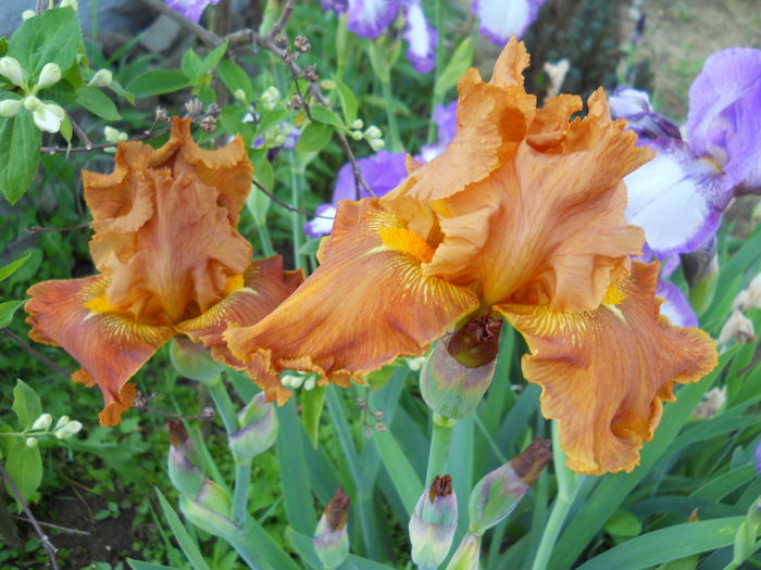 Cedar Rustic - iris 2015