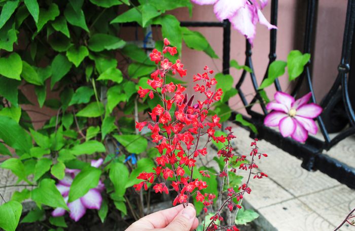Heuchera sanguinea Ruby Bells(floarea) - 2015 plantele mele