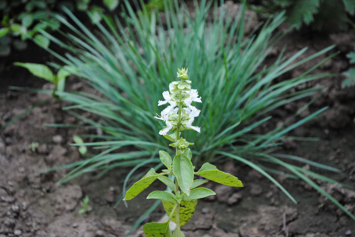 o floricica de busuioc si Koeleria glauca - 2015 plantele mele