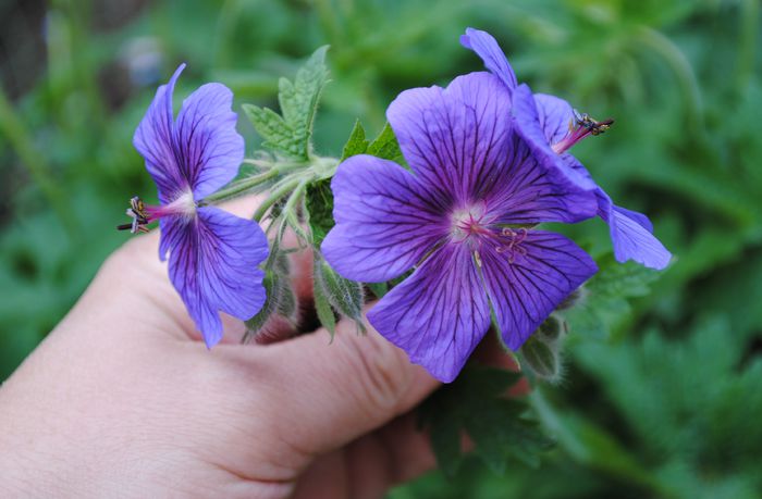 geranium magnificum,primele flori.. - 2015 plantele mele