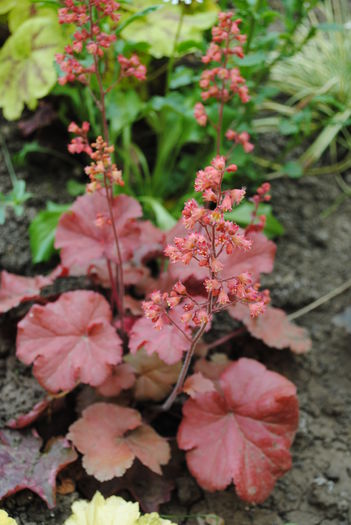 Heuchera paprika