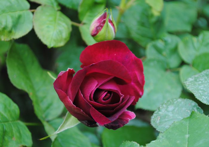16 mai,Munstead Wood - 2015 trandafiri - I