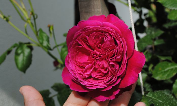 16 mai, Salma es Said - 2015 trandafiri - I