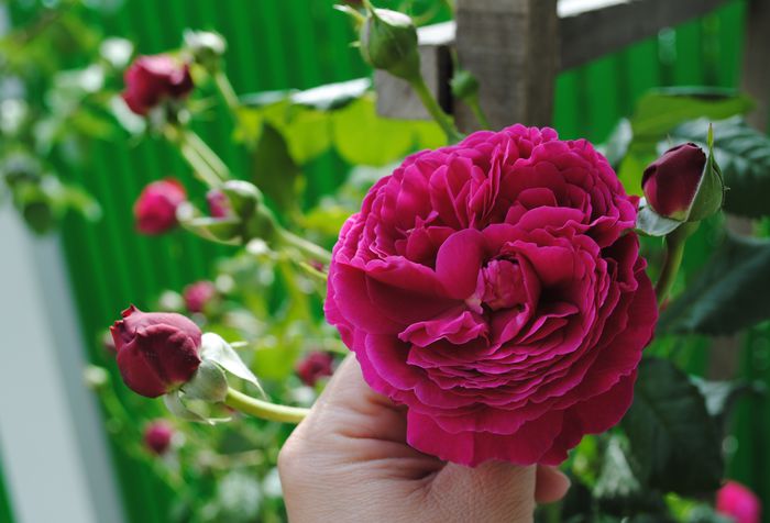 16 mai,Salma es Said - 2015 trandafiri - I