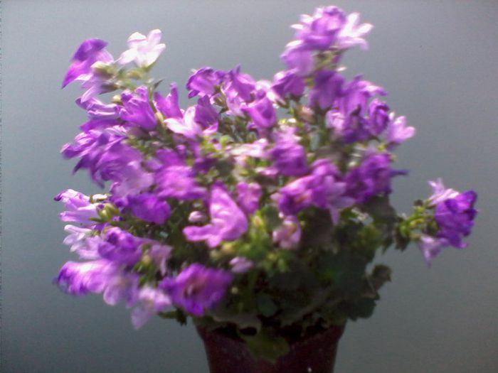 IMG0352A - FLORI -2015-2016