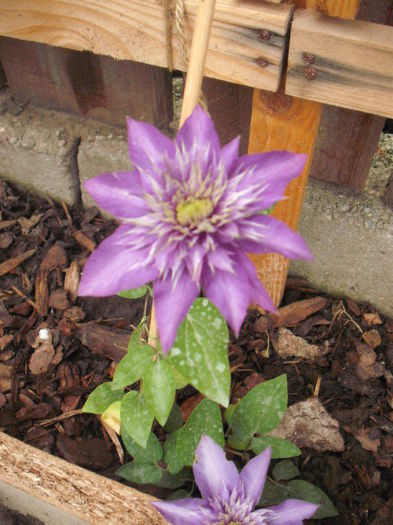 Multi Blue - Clematite