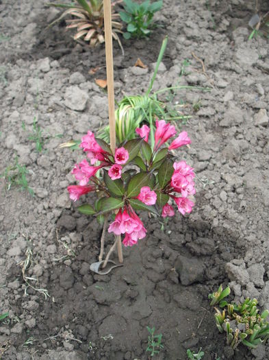 Weigela florida Alexandra - Plante de gradina
