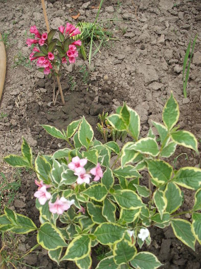 Weigela nana variegata - Plante de gradina