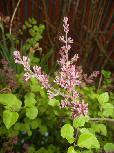 Syringa patula Miss Kim (2015, April 30) - Liliac_Syringa patula Miss Kim
