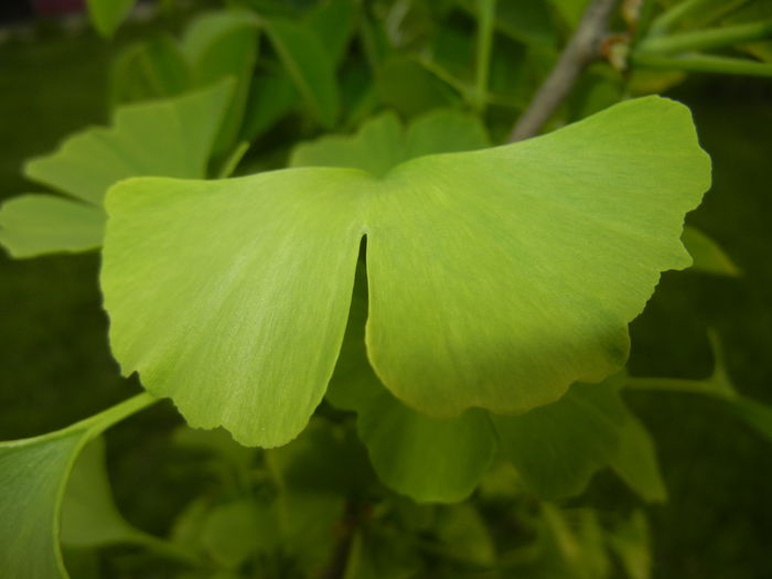 Gingko biloba (2015, April 30) - Gingko biloba