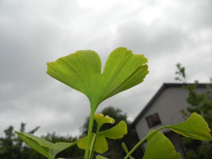 Gingko biloba (2015, April 30)