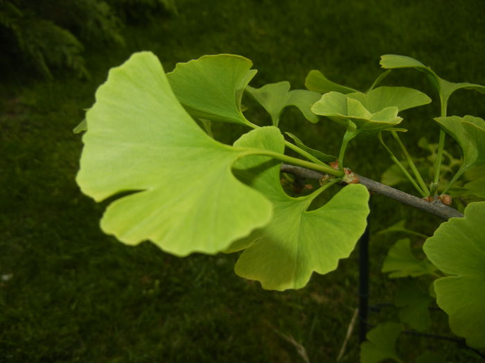 Gingko biloba (2015, April 30) - Gingko biloba