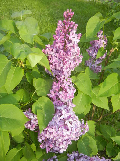 Lilac Ruhm von Horstenstein (`15,May01)