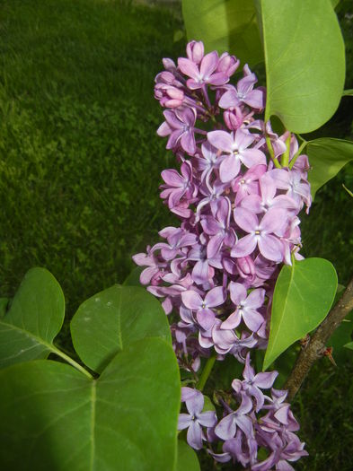 Lilac Ruhm von Horstenstein (`15,May01)