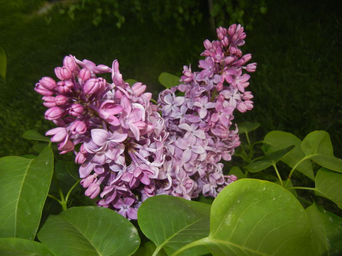 Lilac Ruhm von Horstenstein (`15,May01)