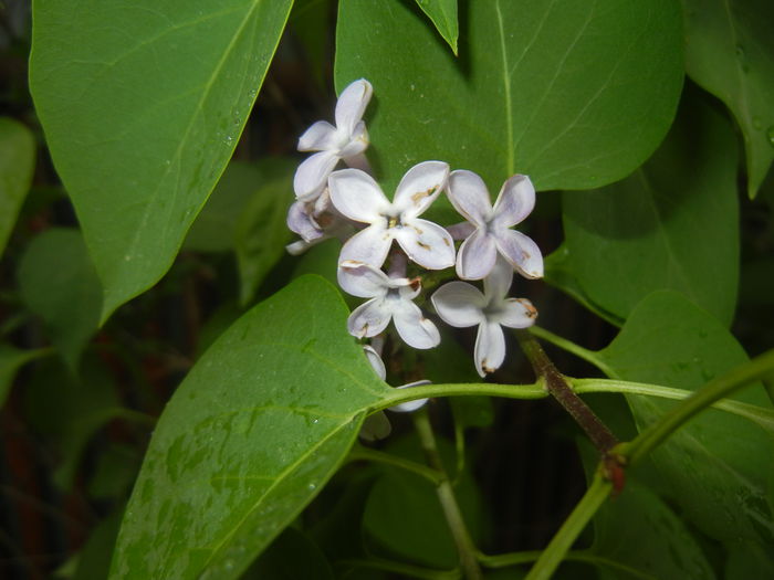Syringa vulgaris_Lilac (2015, May 02)
