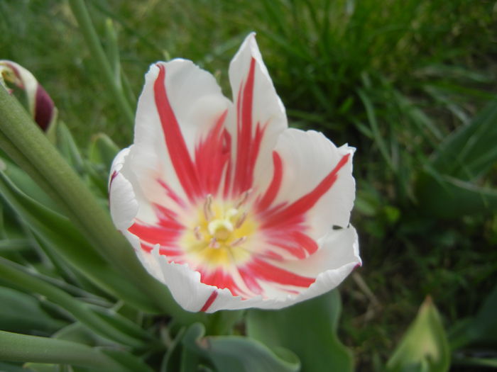 Tulipa Happy Generation (2015, May 01)