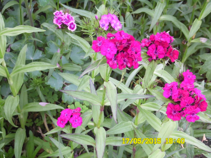 SAM_0025 - ESTE TIMPUL FLORILOR 2015