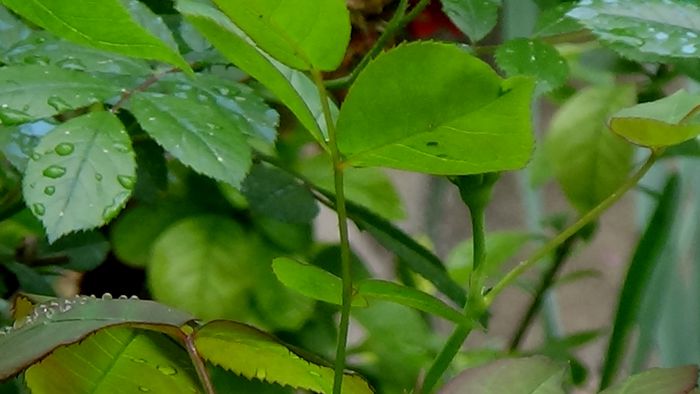 DSC00559