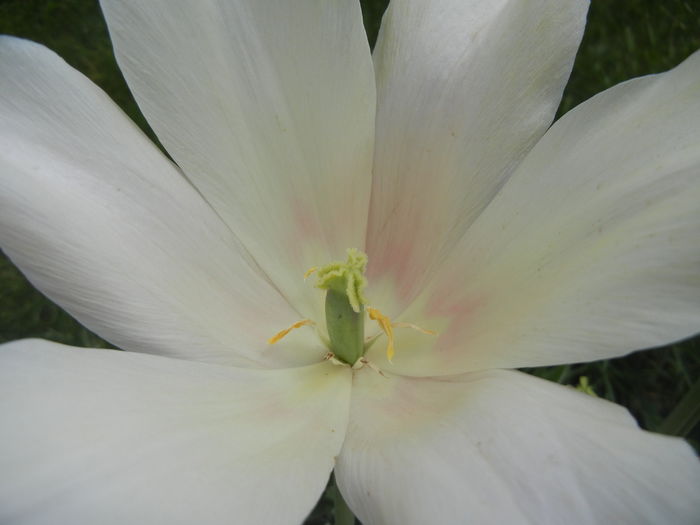 Tulipa Blushing Lady (2015, May 01)