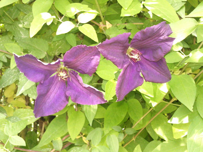 Photo3733 - 2015 Clematis