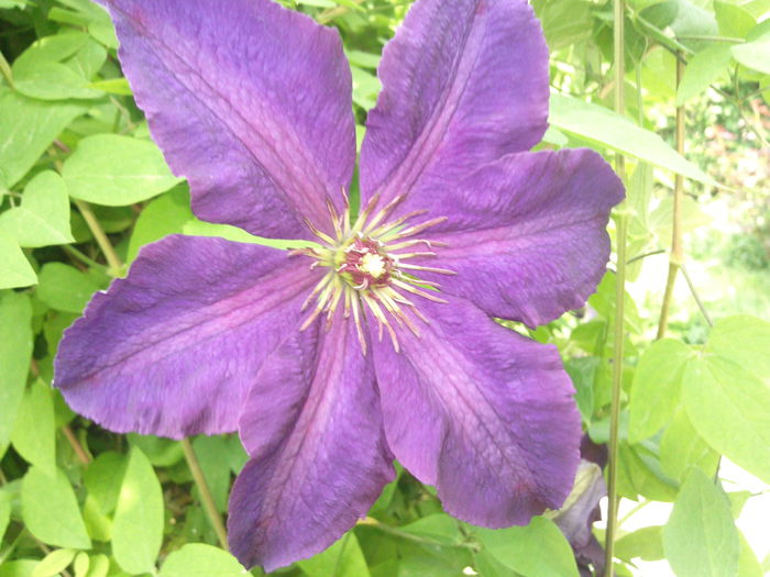 Photo3736 - 2015 Clematis